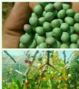 آگهی مشابه فروش درختان بنه در گروه نهال - انواع گردو پسته بادام سلطانی انگور در یکمیوه