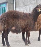 آگهی مشابه فروش دو راس قوچ هترو در گروه گاو و گوسفند و میش و بز کهره گوساله سمینتال در یکمیوه