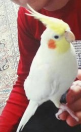 آگهی مشابه فروش عروس هلندی لوتینو در گروه انواع پرنده - زینتی عروس هما مینا طوطی مرغ عشق در یکمیوه