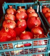 آگهی مشابه فروش انار در گروه انار - ساوه شیراز شیرین ترش در یکمیوه