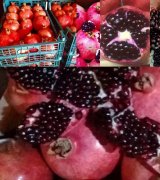 آگهی مشابه فروش انار در گروه انار - ساوه شیراز شیرین ترش در یکمیوه