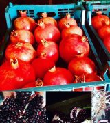 آگهی مشابه فروش انار در گروه انار - ساوه شیراز شیرین ترش در یکمیوه