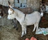 آگهی مشابه فروش 2 راس کره الاغ ماده در تهران در گروه اسب و الاغ خر و فروش قاطر- ترکمن عربی سفید نر و ماده در یکمیوه