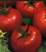 آگهی مشابه فروش بوته گوجه فرنگی در گروه خرید فروش عمده گوجه - فرنگی سبز قرمز سیاه کبابی رب ربی در یکمیوه