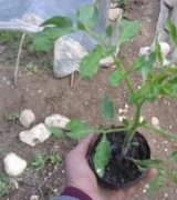 آگهی مشابه فروش گوجه محلی و خوشه ای و خارجی در گروه خرید فروش عمده گوجه - فرنگی سبز قرمز سیاه کبابی رب ربی در یکمیوه