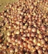 آگهی مشابه فروش پیاز درجه یک صادراتی در گروه خرید فروش عمده پیاز - قرمز سفید زرد ترشی تازه انباری در یکمیوه
