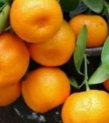 آگهی مشابه فروش نارنگی اونشو اصل قدیم در گروه خرید فروش عمده نارنگی - ژاپنی بندر فروش عمده محصولات در یکمیوه