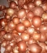 آگهی مشابه فروش پیاز زرد طلایی درجه یک در گروه خرید فروش عمده پیاز - قرمز سفید زرد ترشی تازه انباری در یکمیوه