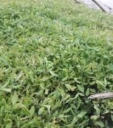 آگهی مشابه فروش نشا خیار و کدو و خربزه در گروه خرید فروش نشا - انواع گوجه برنج کاهو پیاز کاری فرنگی در یکمیوه