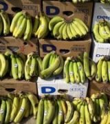 آگهی مشابه فروش موز درجه 2 در گروه خرید فروش عمده موز - زرد سبز پاکستان چیکیتا در یکمیوه