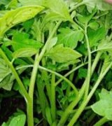 آگهی مشابه فروش نشاء یا نهال گوجه فرنگی در گروه خرید فروش نشا - انواع گوجه برنج کاهو پیاز کاری فرنگی در یکمیوه