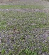 آگهی مشابه فروش نشا گوجه فرنگی و بادمجان در گروه خرید فروش نشا - انواع گوجه برنج کاهو پیاز کاری فرنگی در یکمیوه