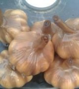 آگهی مشابه فروش سیر ترشی و زیتون در گروه محصولات ترشی - گل کلم مخلوط لیته هفت بیجار در یکمیوه