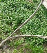 آگهی مشابه فروش نشا سبزی و صیفی جات درجه یک در گروه خرید فروش نشا - انواع گوجه برنج کاهو پیاز کاری فرنگی در یکمیوه