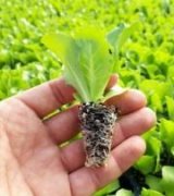 آگهی مشابه فروش نشای کاهو در گروه خرید فروش نشا - انواع گوجه برنج کاهو پیاز کاری فرنگی در یکمیوه