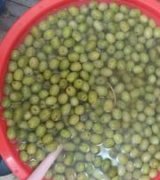 آگهی مشابه فروش زیتون بصورت عمده در گروه خرید فروش عمده زیتون - سبز سیاه بندری پاکستانی در یکمیوه