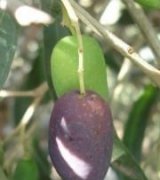 آگهی مشابه عرضه قلم زیتون در گروه خرید فروش نهال - انواع گردو پسته بادام سلطانی انگور در یکمیوه