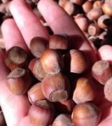 آگهی مشابه فروش فندق در گروه خرید فروش عمده فندق - میوه تازه خام تیره عمده فروشی در یکمیوه