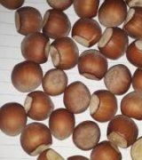 آگهی مشابه فروش عمده فندق بوداده در گروه خرید فروش عمده فندق - میوه تازه خام تیره عمده فروشی در یکمیوه