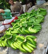 آگهی مشابه فروش عمده موز در گروه خرید فروش عمده موز - زرد سبز پاکستان چیکیتا در یکمیوه