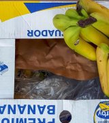 آگهی مشابه پخش و فروش موز دربی در گروه خرید فروش عمده موز - زرد سبز پاکستان چیکیتا در یکمیوه