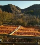 آگهی مشابه فروش آلو بخارا در گروه فرآورده های آلو و آلوچه - بخارا خورشتی مسما خشک در یکمیوه