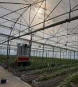 آگهی مشابه فروش توت فرنگی چهارفصل در گروه خرید فروش عمده توت فرنگی - خرید فروش عمده قرمز سفید در یکمیوه