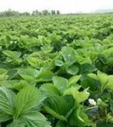 آگهی مشابه فروش توت فرنگی ارگانیک در گروه خرید فروش عمده توت فرنگی - خرید فروش عمده قرمز سفید در یکمیوه