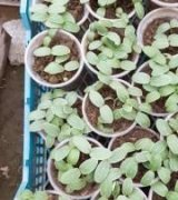 آگهی مشابه فروش بوته خیار درختی در گروه خرید فروش عمده خیار - بوته درختی سبز مجلسی شوری خاردار چنبر اصفهان در یکمیوه