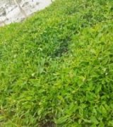 آگهی مشابه فروش نشای صیفی جات و سبزیجات در گروه خرید فروش نشا - انواع گوجه برنج کاهو پیاز کاری فرنگی در یکمیوه