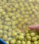 آگهی مشابه فروش انواع زیتون طارم در گروه خرید فروش عمده زیتون - سبز سیاه بندری پاکستانی در یکمیوه