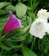 آگهی مشابه فروش گیاهان دارویی و خشکبار در گروه خرید فروش عمده گیاهان دارویی - معطر خشک خواص دار در یکمیوه