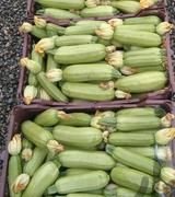 آگهی مشابه فروش کدو خورشتی در گروه خرید فروش عمده کدو - سبز خورشتی بندر ورامین کرج سفید در یکمیوه