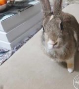 آگهی مشابه فروش خرگوش بازیگوش در گروه حیوانات خانگی - خرید و فروش در یکمیوه