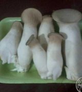 آگهی مشابه فروش قارچ شاه صدف یا ارینجی در گروه خرید فروش عمده قارچ - دکمه ای خوراکی دارویی پرورشی کوهی در یکمیوه