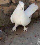 آگهی مشابه فروش سفید کاکل و پروپا در گروه انواع پرنده - زینتی عروس هما مینا طوطی مرغ عشق در یکمیوه