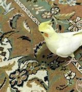 آگهی مشابه فروش عروس هلندی لوتینو نر در گروه انواع پرنده - زینتی عروس هما مینا طوطی مرغ عشق در یکمیوه