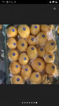 آگهی مشابه خرید و فروش لیمو سنگی و پرتقال در گروه خرید فروش عمده لیمو ترش - شیرازی باریج سنگی در یکمیوه