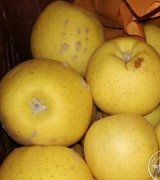 آگهی مشابه فروش سیب درختی درجه یک در گروه خرید فروش عمده سیب - زرد و قرمز گلاب پاییزه در یکمیوه