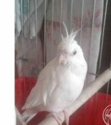 آگهی مشابه فروش آلبینو چشم قرمز در گروه انواع پرنده - زینتی عروس هما مینا طوطی مرغ عشق در یکمیوه