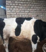 آگهی مشابه فروش گوساله تلیسه گاو در گروه گاو و گوسفند و میش و بز کهره گوساله سمینتال در یکمیوه