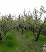 آگهی مشابه فروش باغچه در گروه باغ و باغچه - کشاورزی باغبانی میوه خرید فروش در یکمیوه