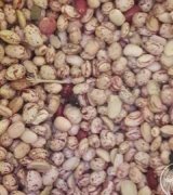 آگهی مشابه فروش لوبیا چیتی در گروه خرید فروش عمده غلات و حبوبات - لپه عدس نخود لوبیا در یکمیوه