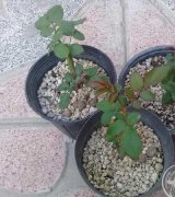 آگهی مشابه فروش نهال رز هلندی در گروه خرید فروش عمده انواع گل - پروش قاشقی موسی ساکولنت بن سای در یکمیوه