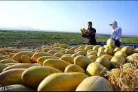 آگهی مشابه قبول واخذ نمایندگی-فروش خربزه در گروه خرید فروش عمده سایر محصولات باغبانی مرکبات در یکمیوه