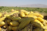 آگهی مشابه فروش خربزه درجه یک در خراسان در گروه خرید فروش عمده سایر محصولات باغبانی مرکبات در یکمیوه