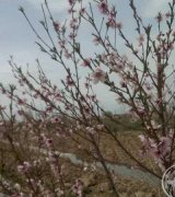 آگهی مشابه فروش باغچه 353متری در گروه باغ و باغچه - کشاورزی باغبانی میوه خرید فروش در یکمیوه