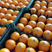 آگهی مشابه پرتغال ساری در گروه خرید فروش عمده پرتقال - رسمی تامسون خونی در یکمیوه