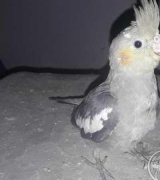 آگهی مشابه فروش عروس ماده سیامون در گروه انواع پرنده - زینتی عروس هما مینا طوطی مرغ عشق در یکمیوه