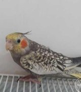 آگهی مشابه فروش عروس هلندی2 ماهه در گروه انواع پرنده - زینتی عروس هما مینا طوطی مرغ عشق در یکمیوه